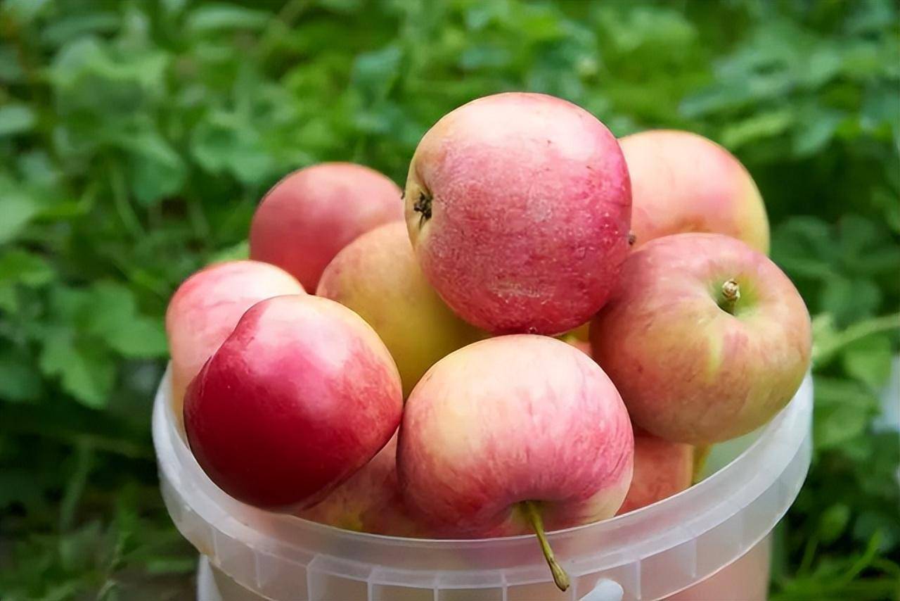 苹果测试版几天:每天吃一个煮熟的苹果，坚持几天，这“5个甜头”或悄然到来