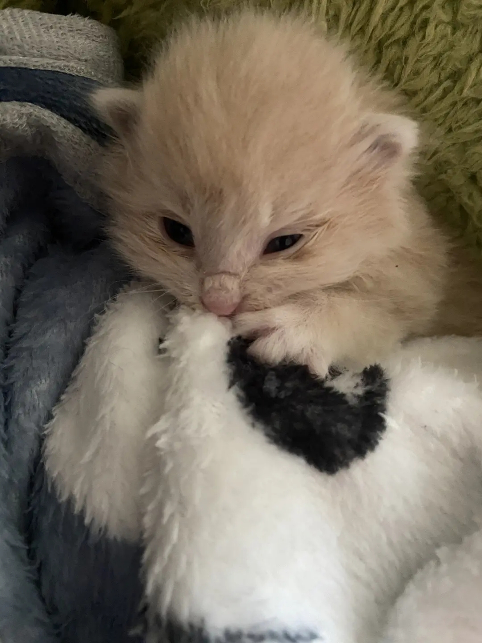 猫友苹果版橙猫定位app苹果版下载