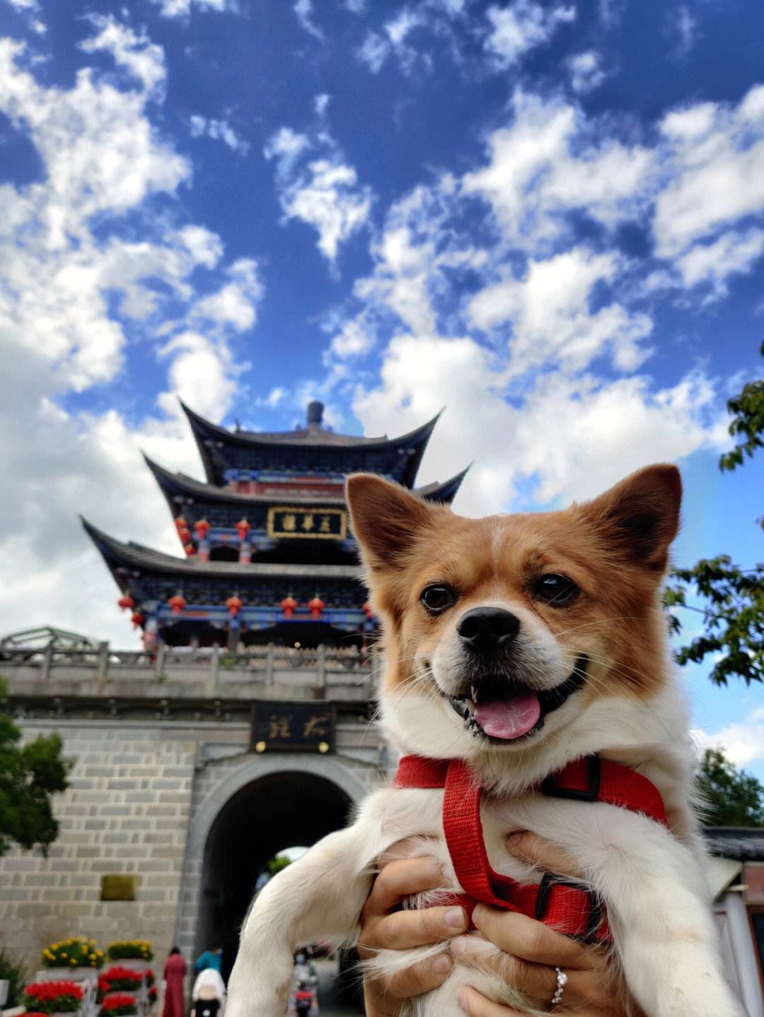 狗狗旅行安卓版小狗旅游赚钱游戏