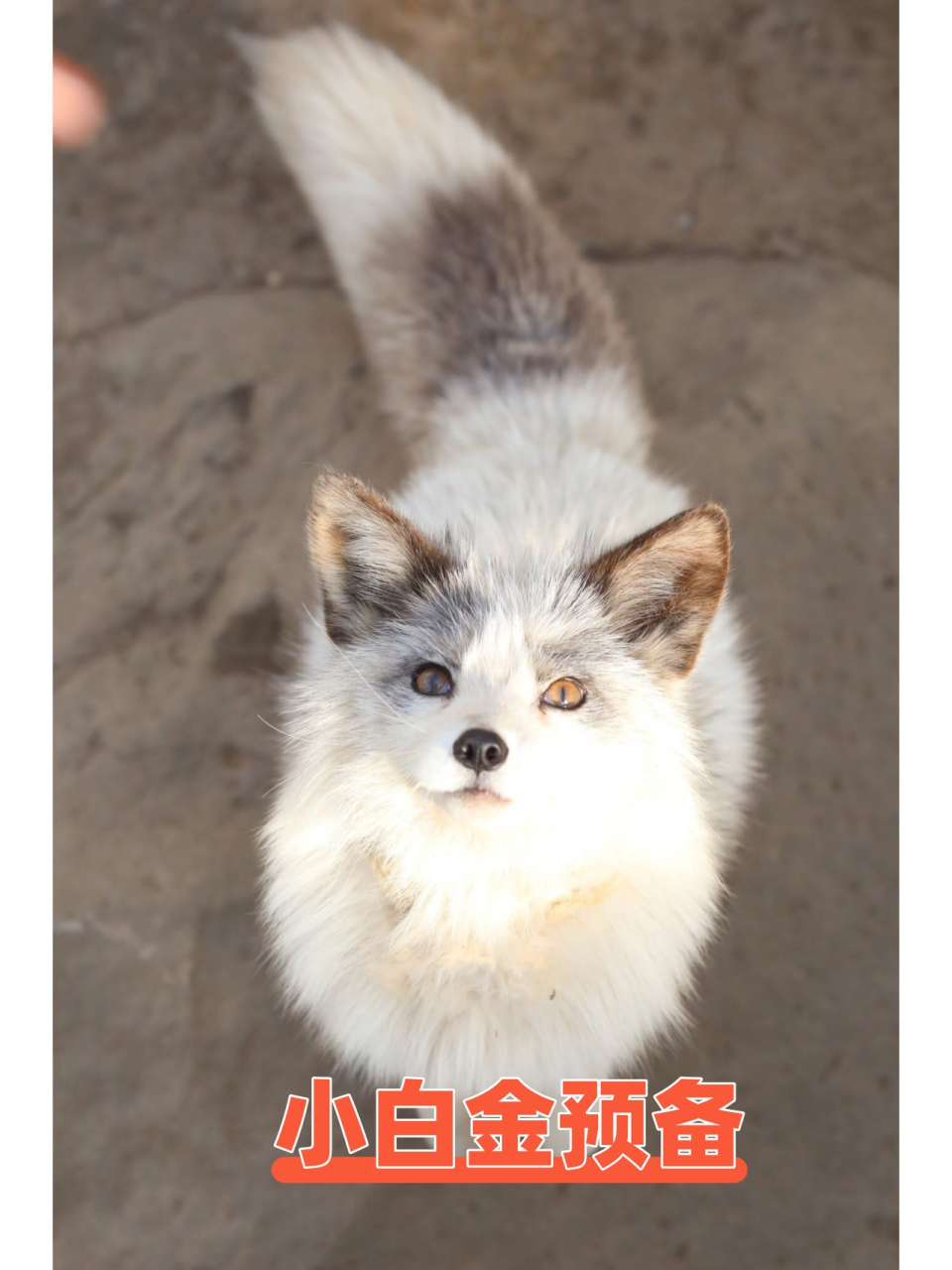 白金登录手机客户端1用户登录扫码下载手机客户端-第1张图片-太平洋在线下载